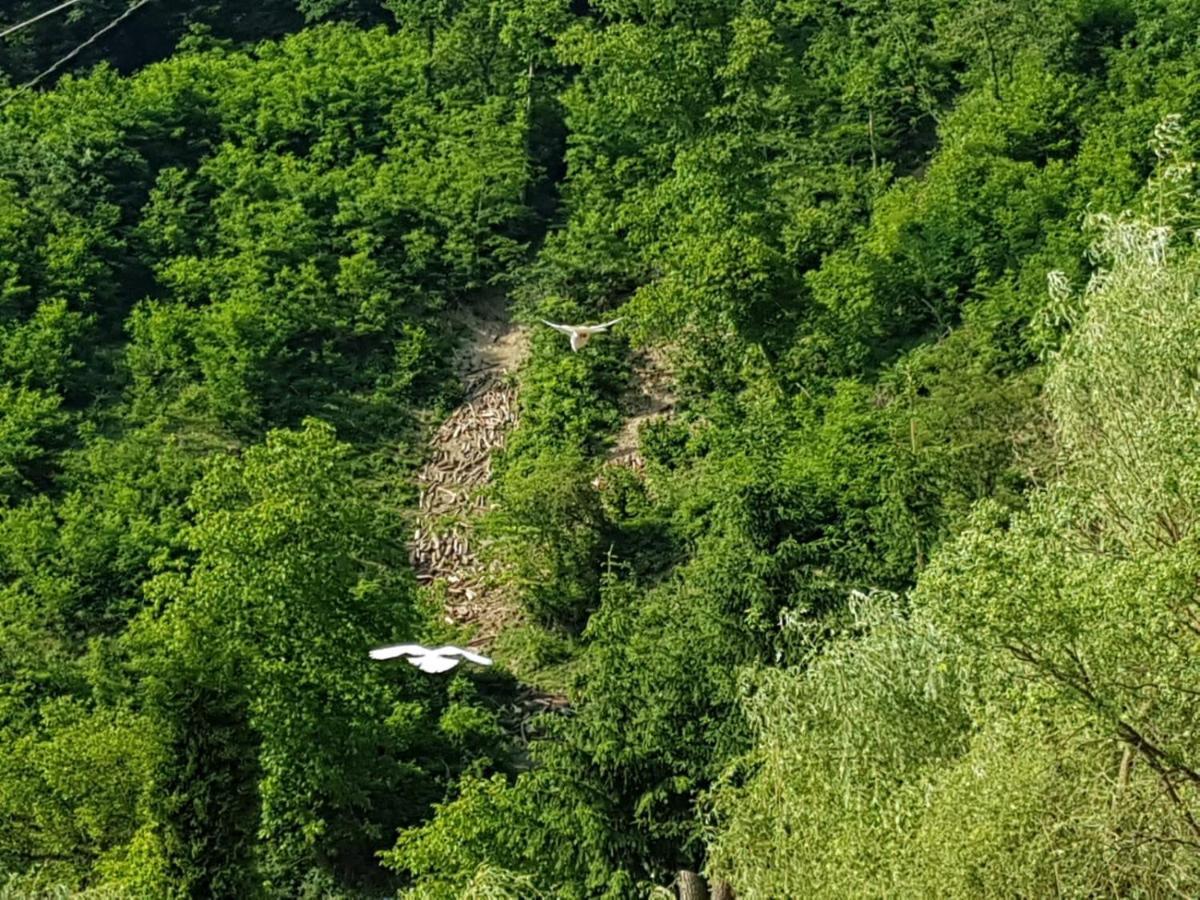 Pensiunea Valea Tonii Strungari Buitenkant foto